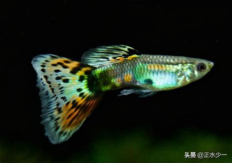 好養觀賞魚|12種養不死的觀賞魚都有哪些？新手都可以輕鬆養好的。